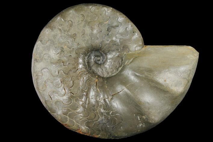 Triassic Ammonite (Ceratites Sublaevigatus) - Germany #131933